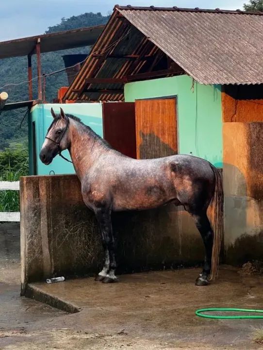 Cavalo para Doação - Foto 2