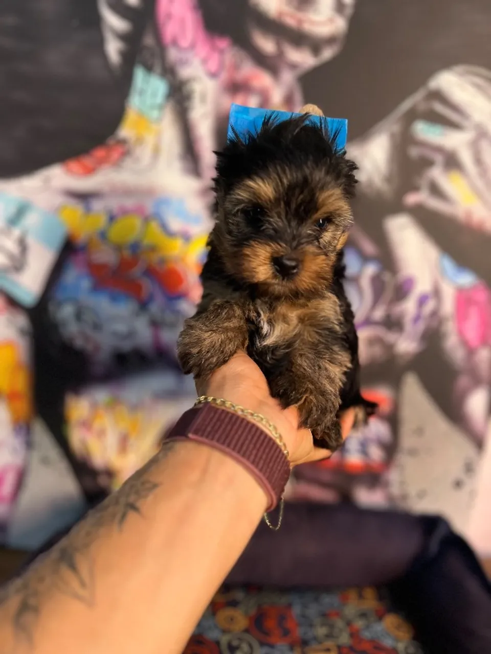 Belíssimo Filhote mini yorkshire terrier