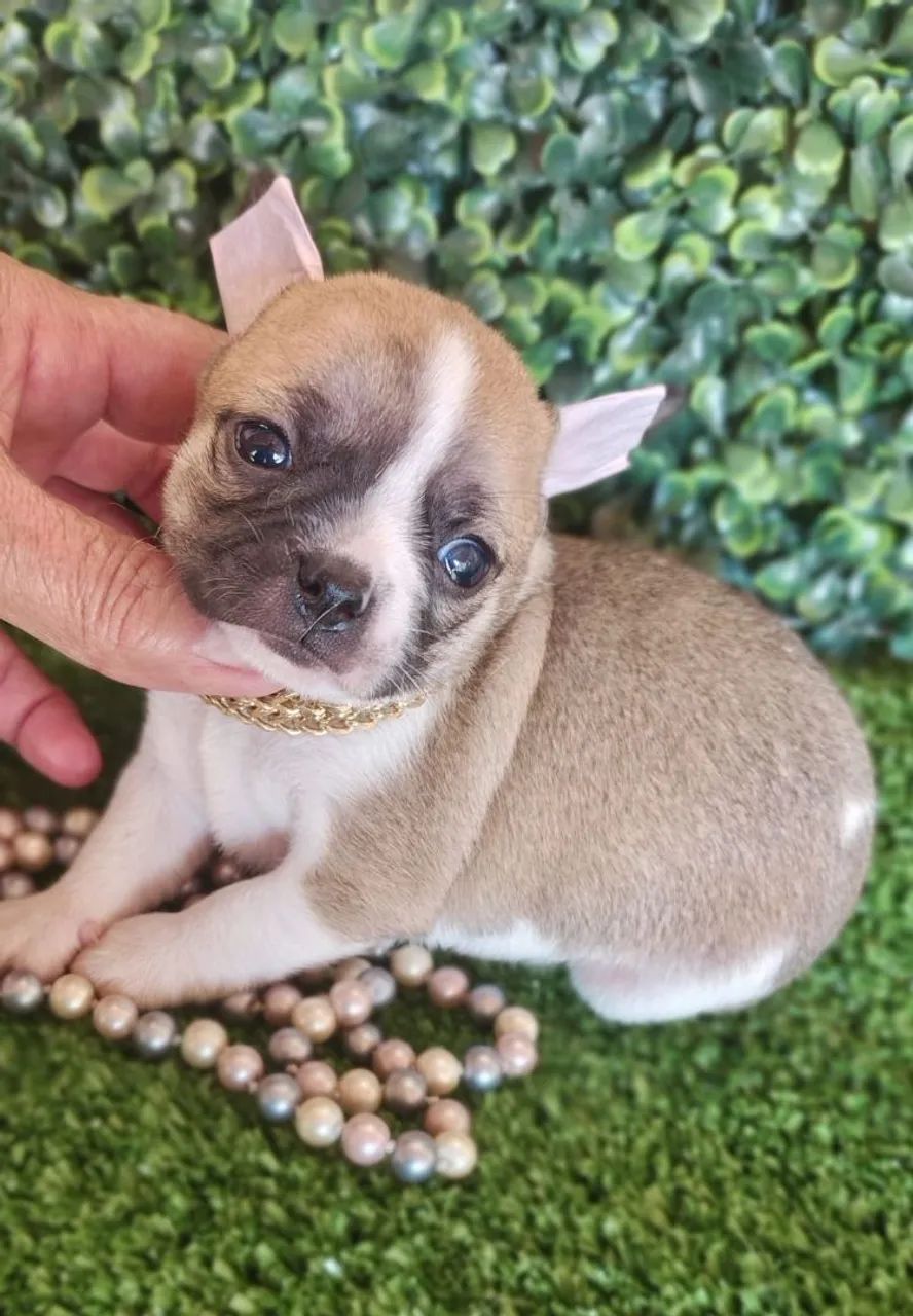 Chihuahua fêmea de pelagem curta tricolor 