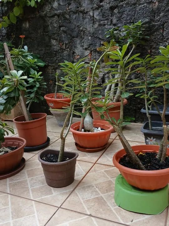 Rosa do deserto - Foto 3