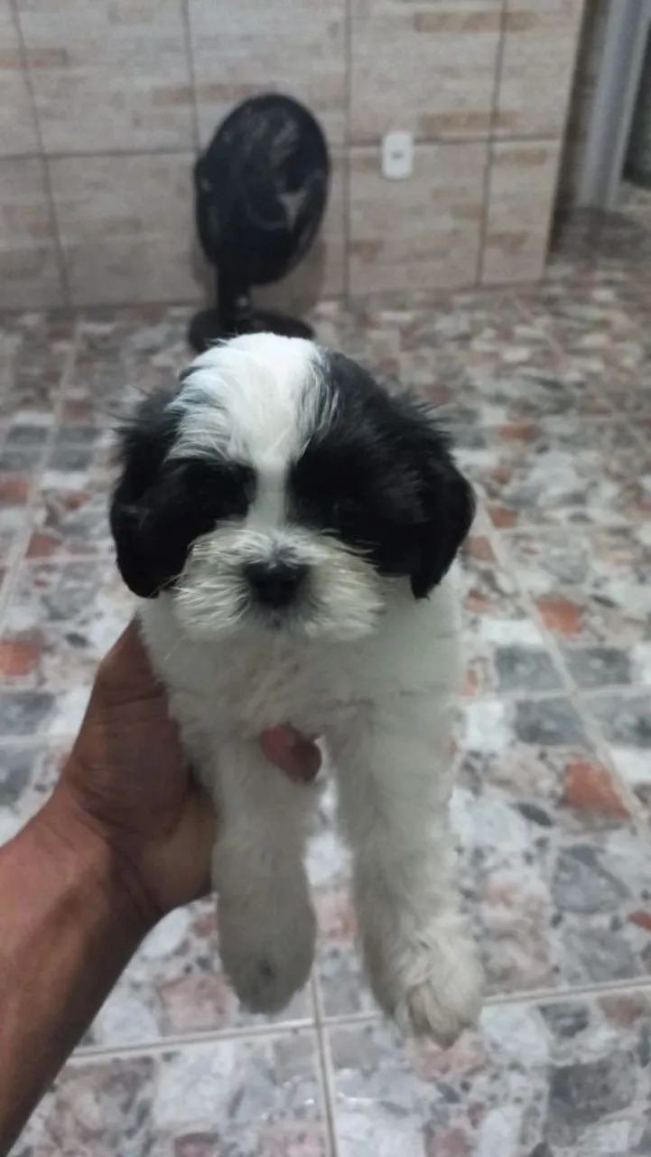 Filhote Shih Tzu