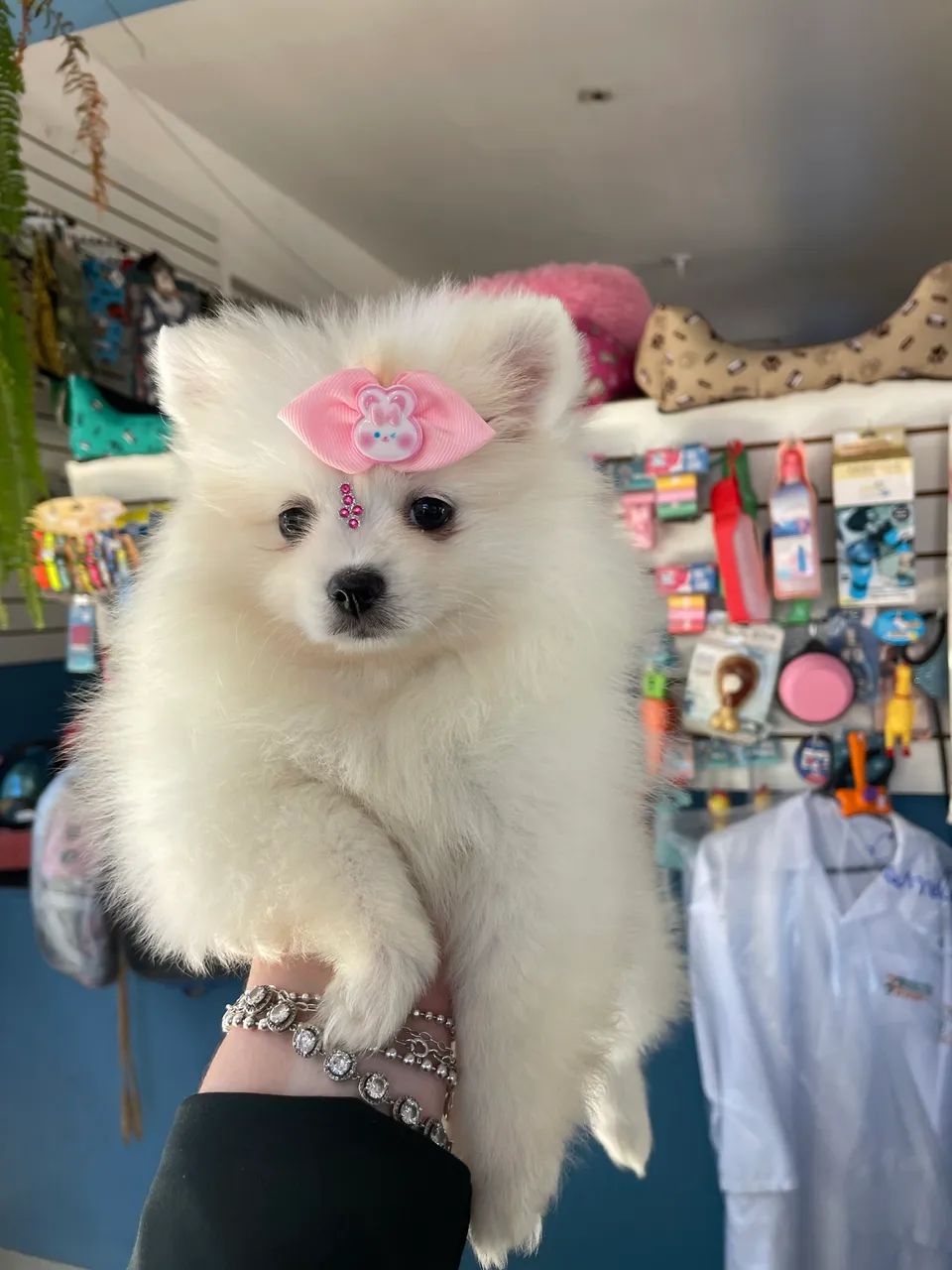 Spitz alemão fêmea anao $3.900,00 - Foto 3