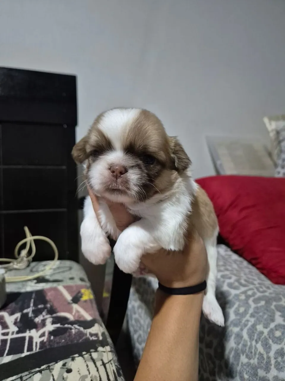 Filhote Shih Tzu