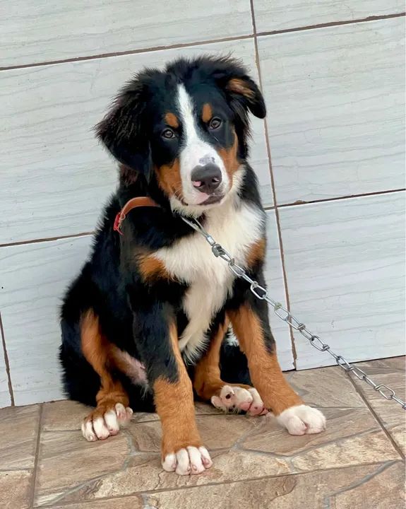 Bernese Mountain Dog macho - Foto 2
