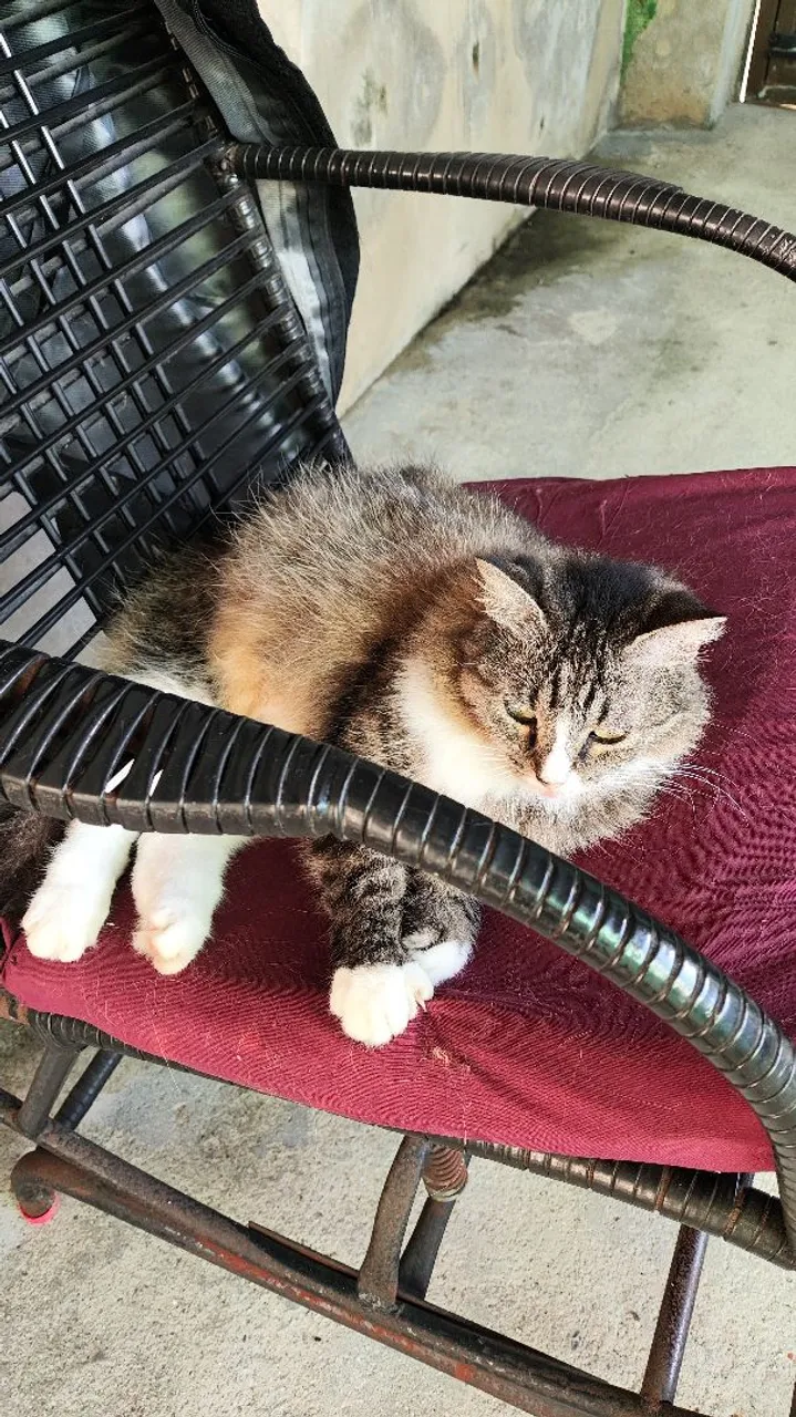Gata castrada