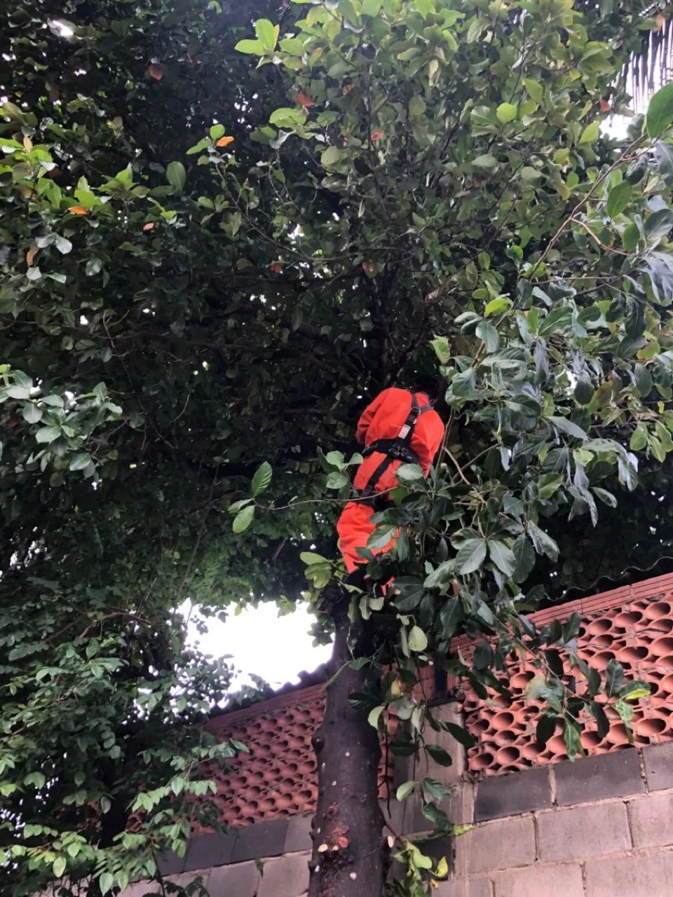 Poda de árvore  - Foto 3