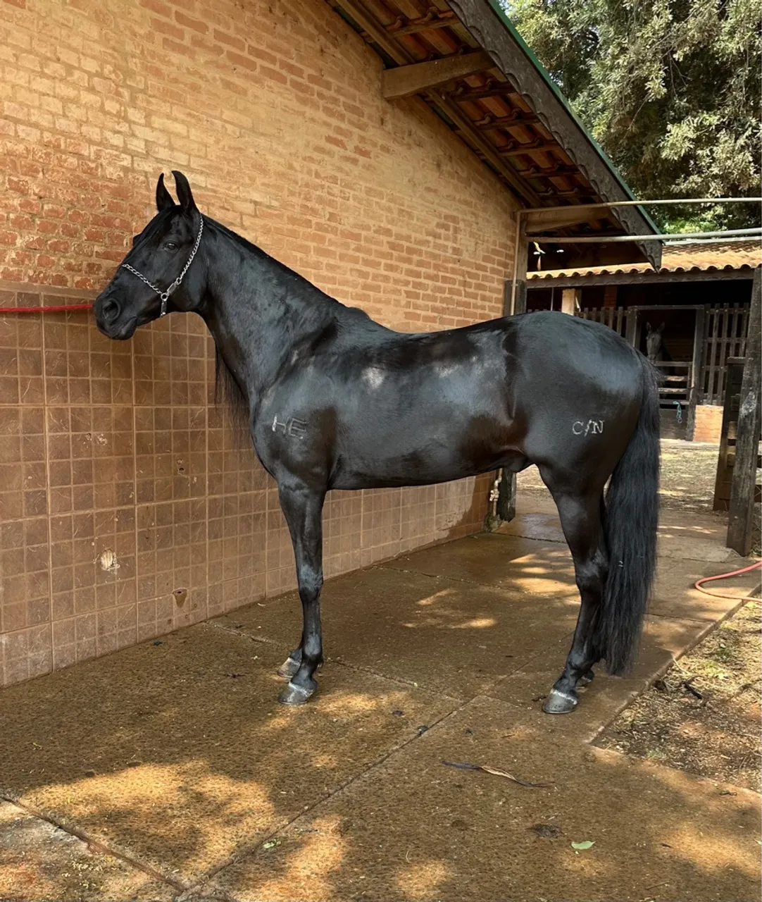 Cavalo garanhão Marcha picada genuína
