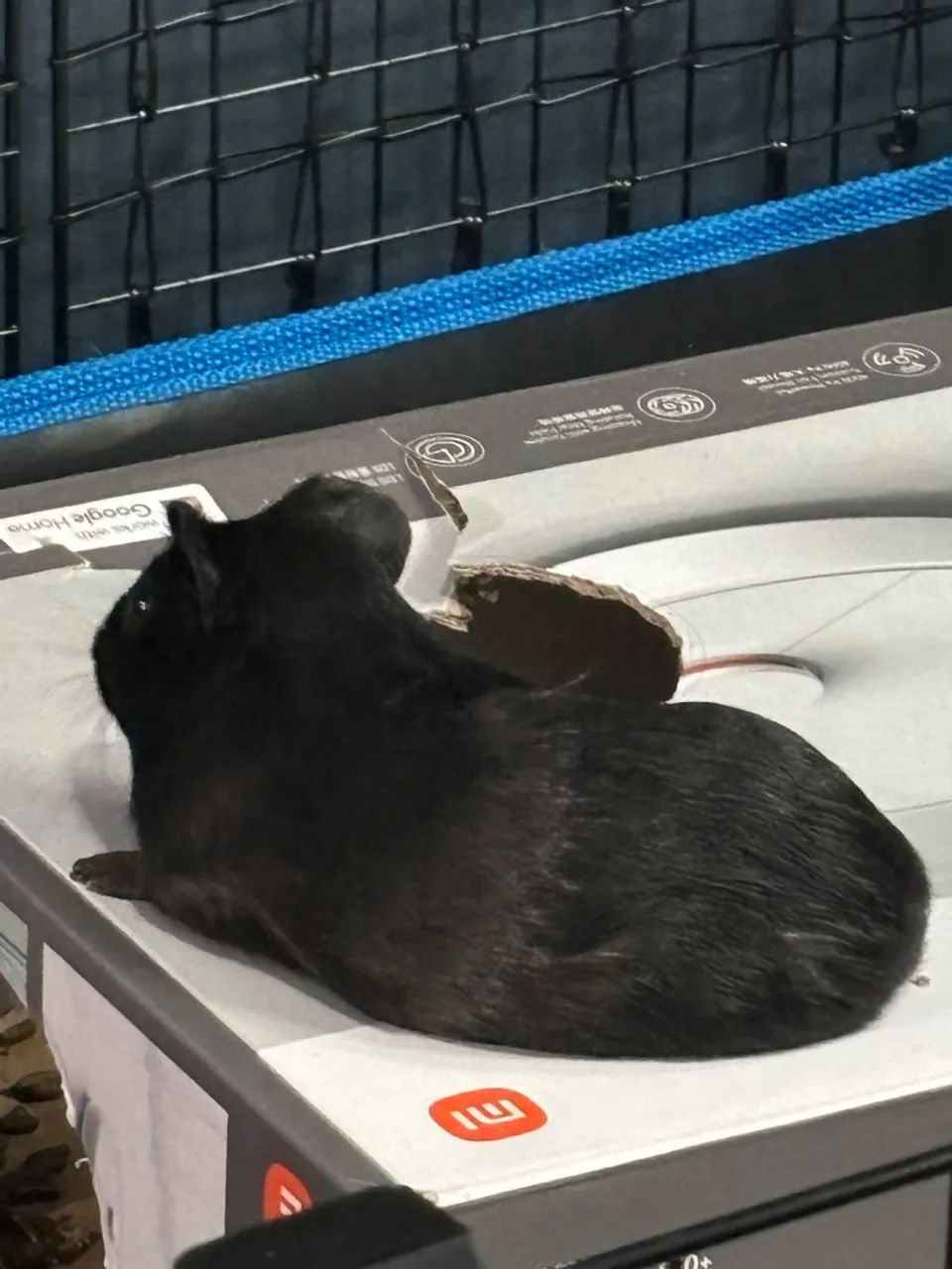 Porquinho da Índia - Foto 2