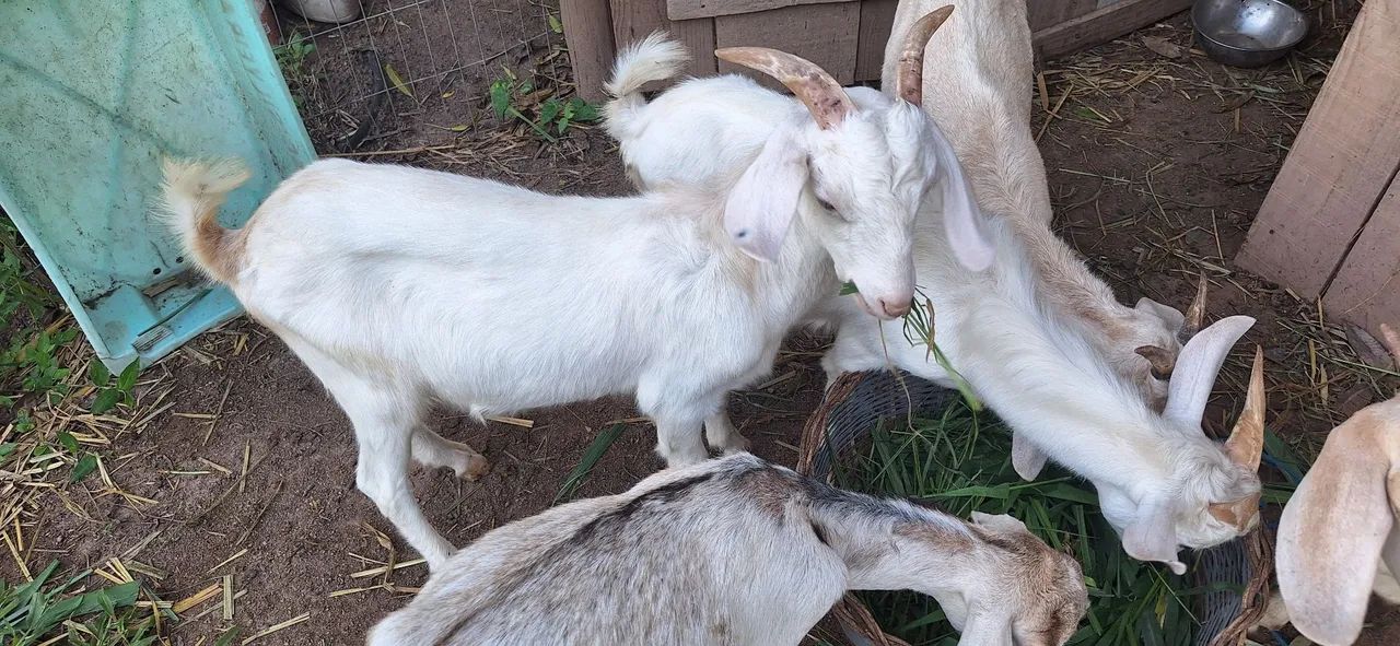 Cabras leiteras  - Foto 6