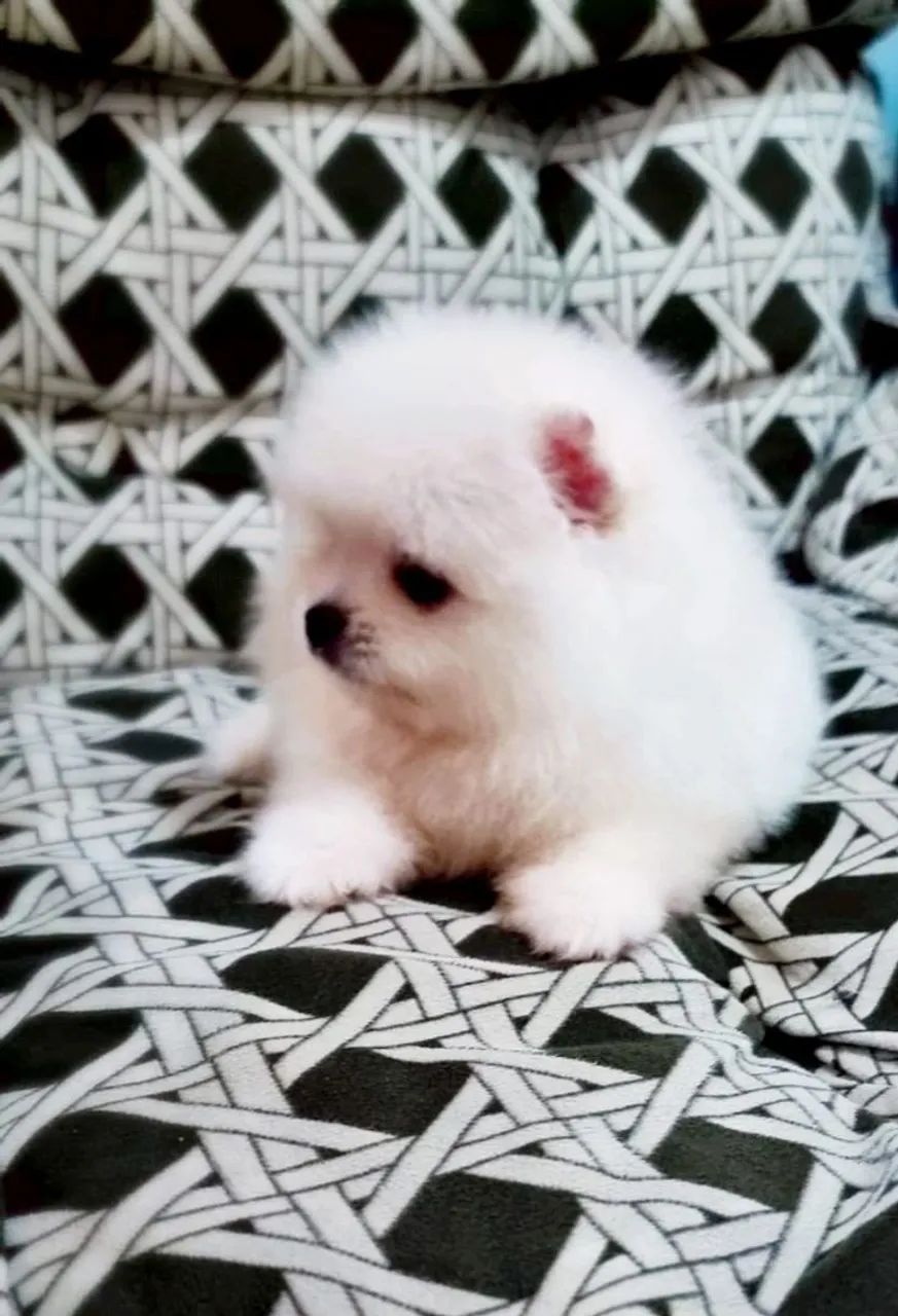 Bebês Spitz alto padrão 