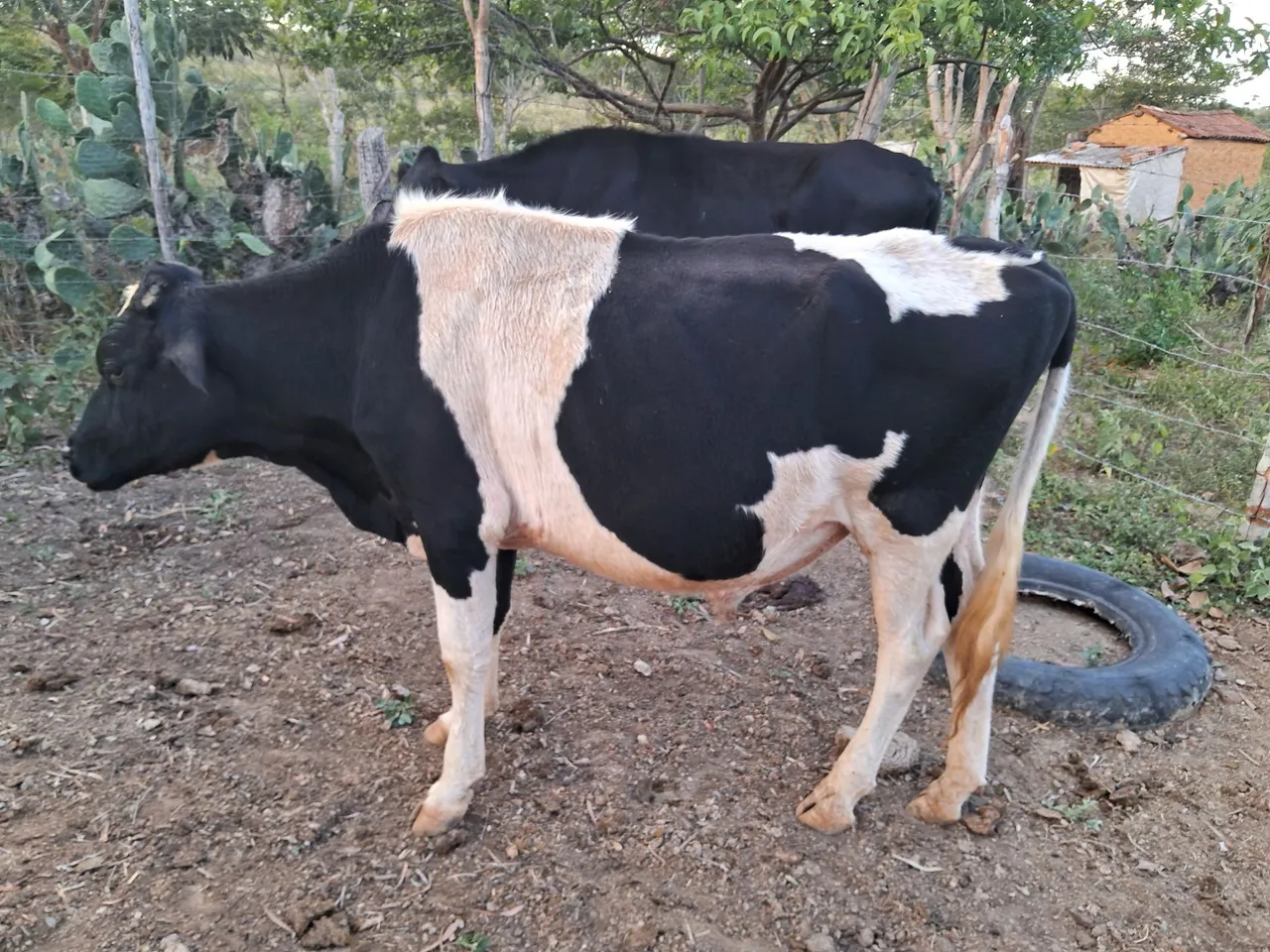 Vendo vaca, novilhas e boinhos!