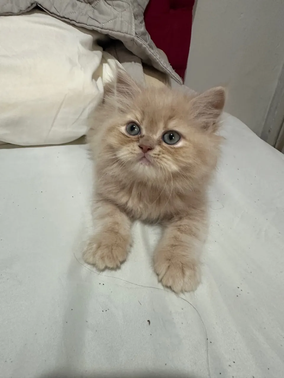 Gatinhos Persa Filhote