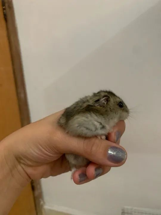 Hamster macho 5 meses - dócil e saudável - Foto 2