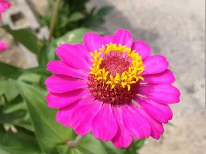 Zínias Vermelhas -SEMENTES DE  Flores Lindas e Vibrantes - Foto 3