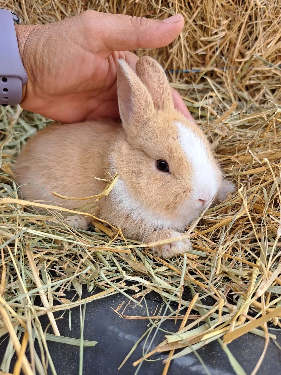 Anão netherland filhotes  - Foto 4