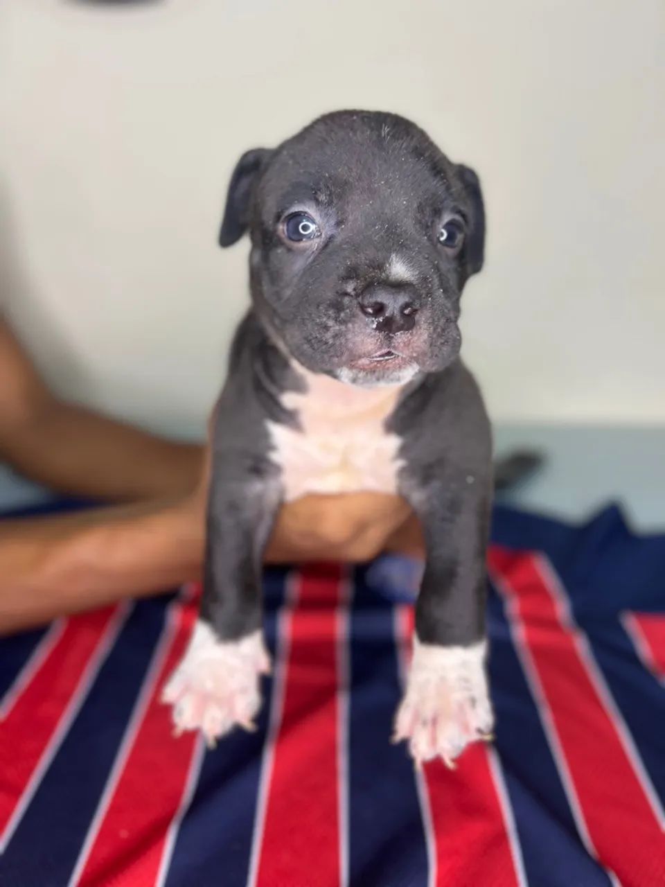 Filhotes American Staffoshire Terrier Pit Monster 