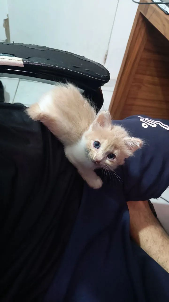 Gatinhos fofinhos  - Foto 4