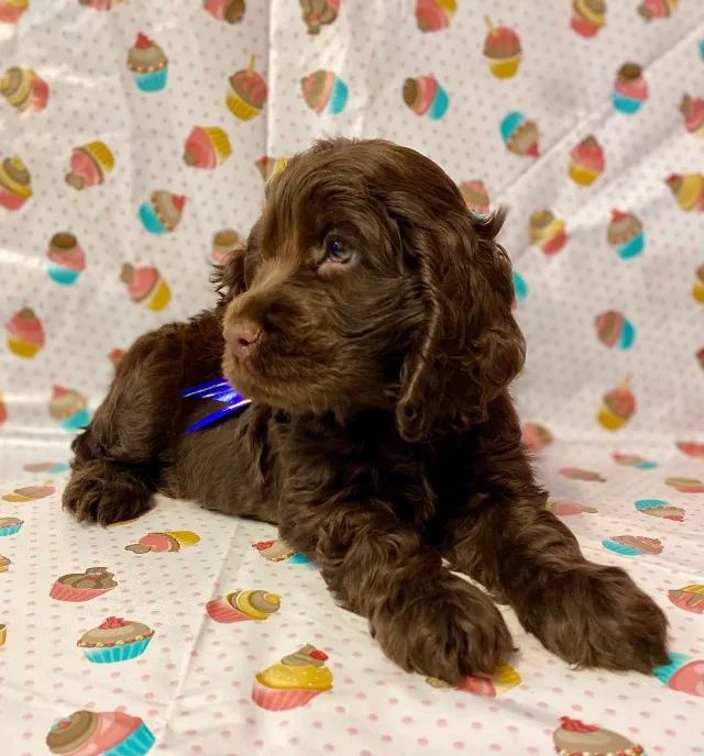 Cocker Spaniel ingles dourados lindos  - Foto 4