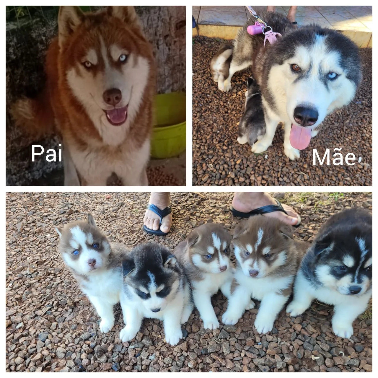 Filhotes de Husky Siberiano - Lindos e Disponíveis!