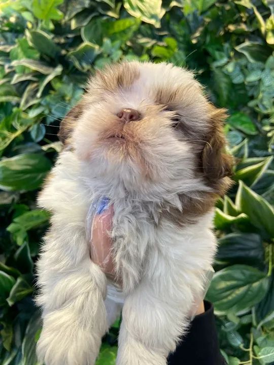 SHIh Tzu - Filhotes com total procedência - segurança p/ você  - Foto 3