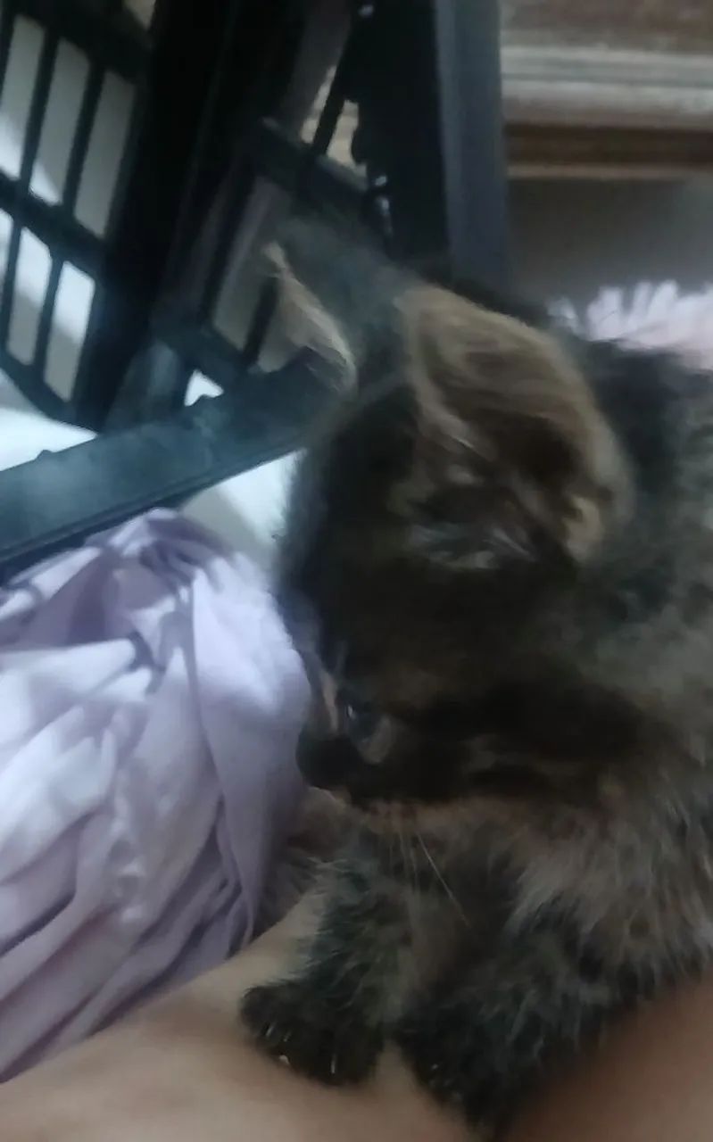 Doação de filhotes - Foto 2