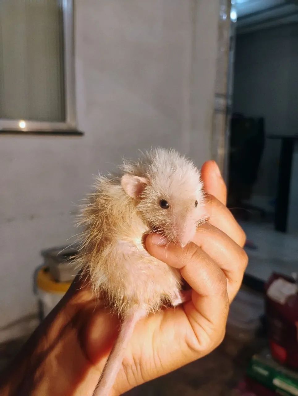 Harley Macho Siames Dumbo - Foto 2