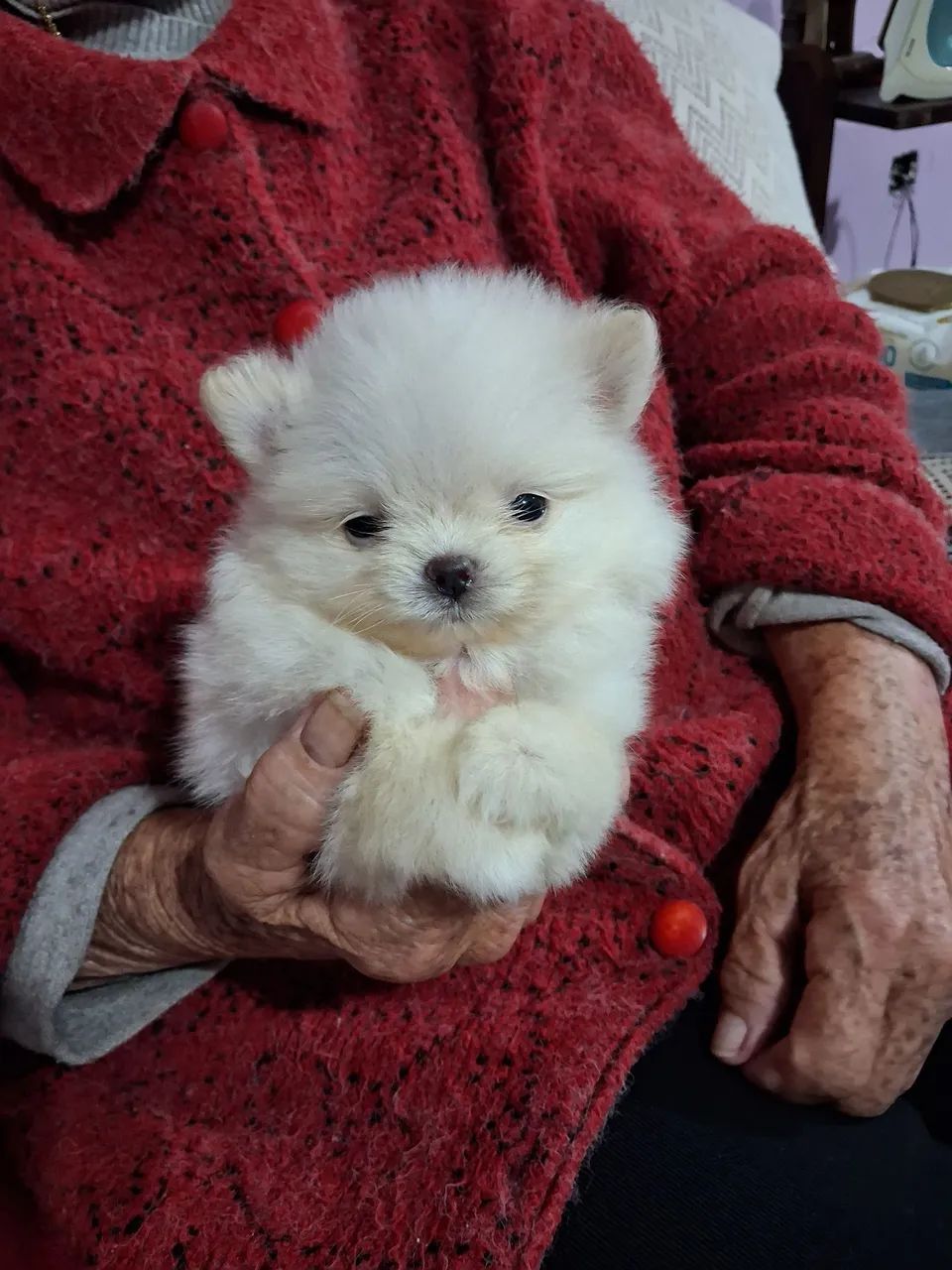 Lulu da Pomerânia Anão - Foto 3