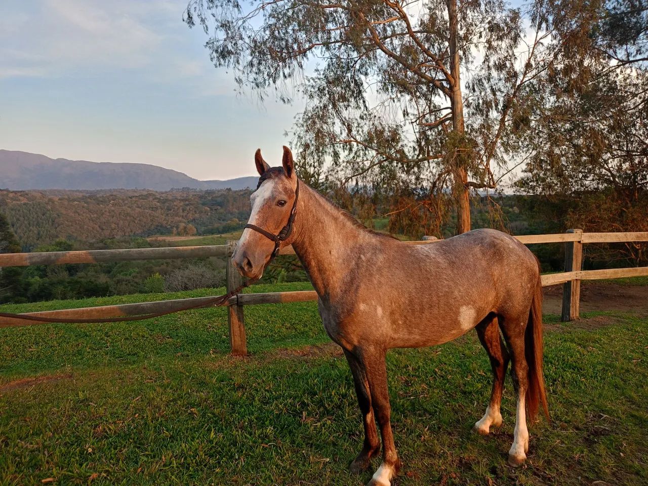 Cavalo Potro Castrado Mangalarga Marchador - Foto 2