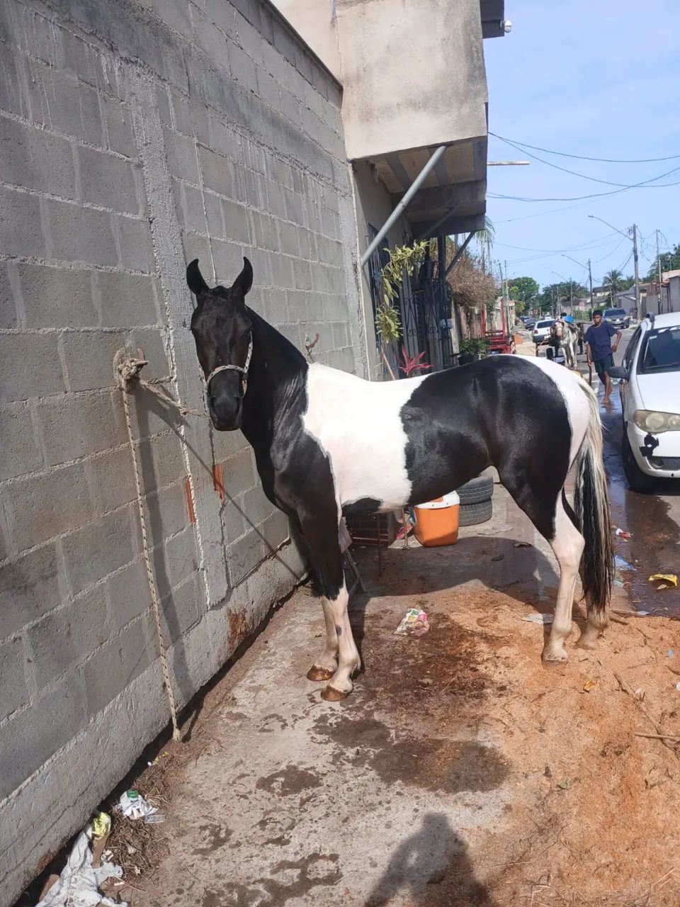 Potra 2 anos e3 meses  - Foto 6