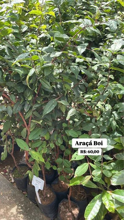 Mudas de Araçá Boi 