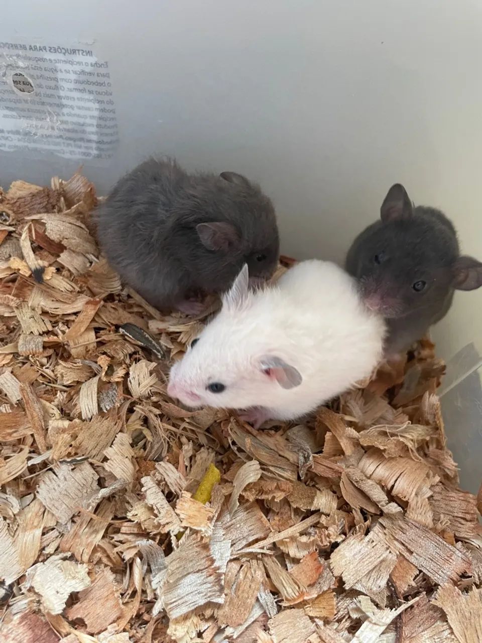 Hamster sírio  - Foto 3