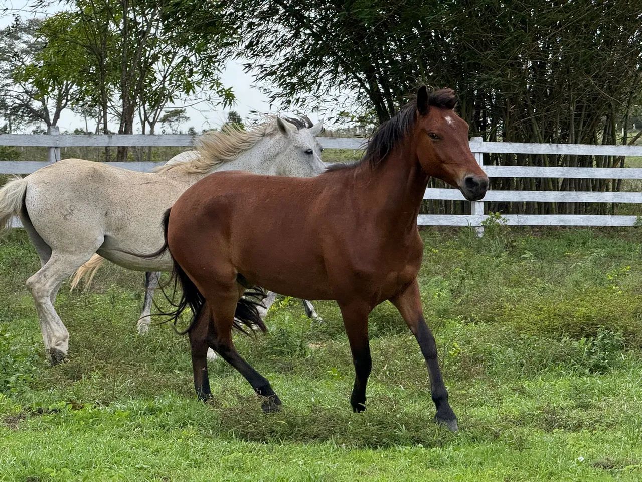 Cavalos em excelente estado, prontos para o trabalho! - Foto 2