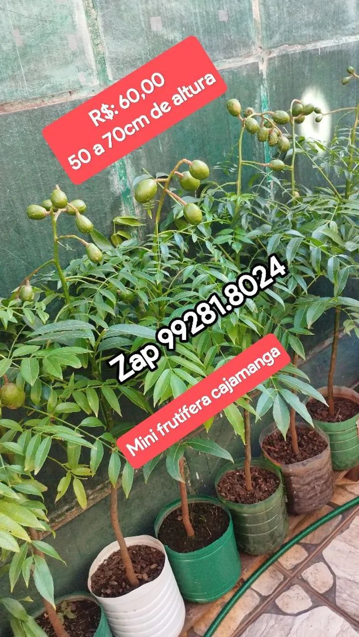 Mini Frutífera cajamanga produzindo - Foto 2