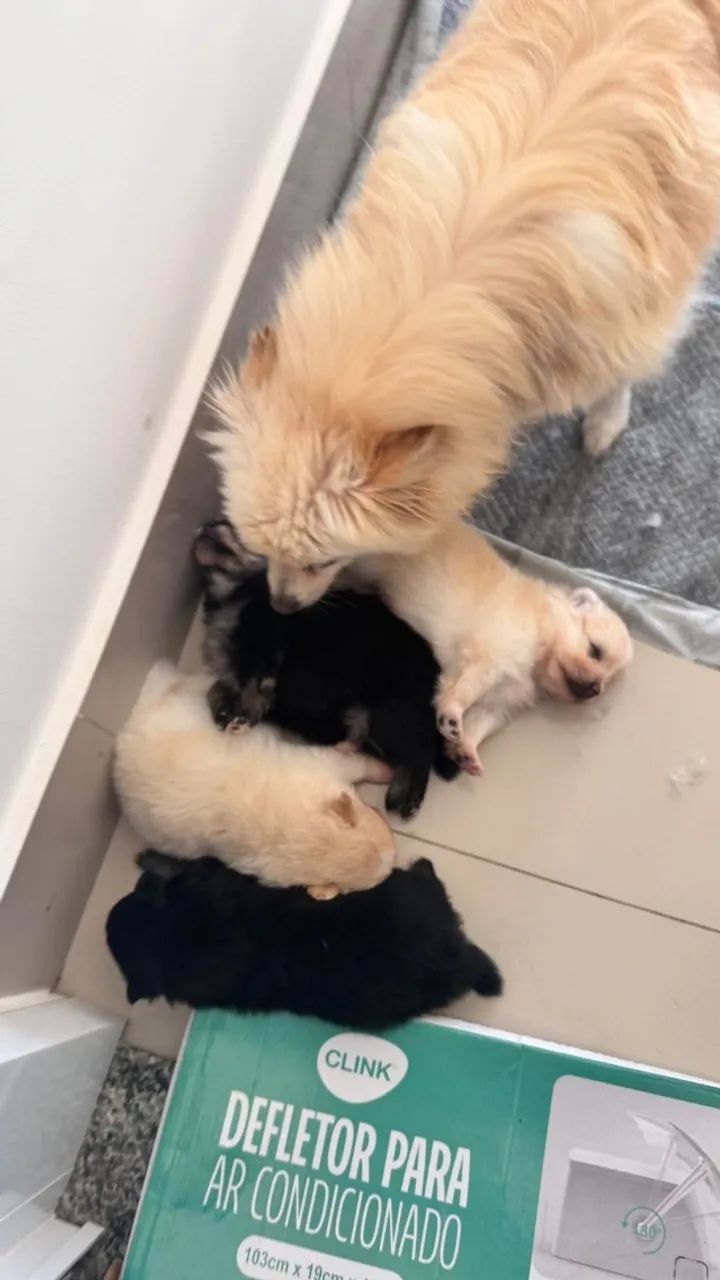Filhotes de Spitz Alemão  - Foto 3