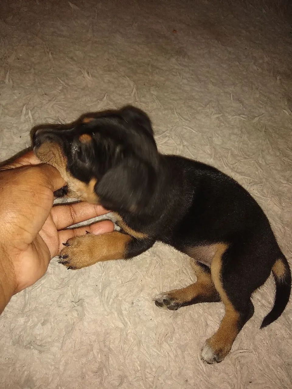 Filhote de cachorro -  Raça Pequena - Foto 3