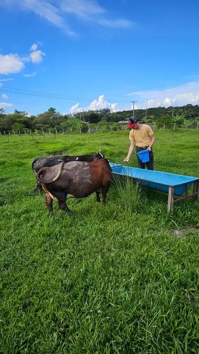 Mini vacas de qualidade - Foto 3