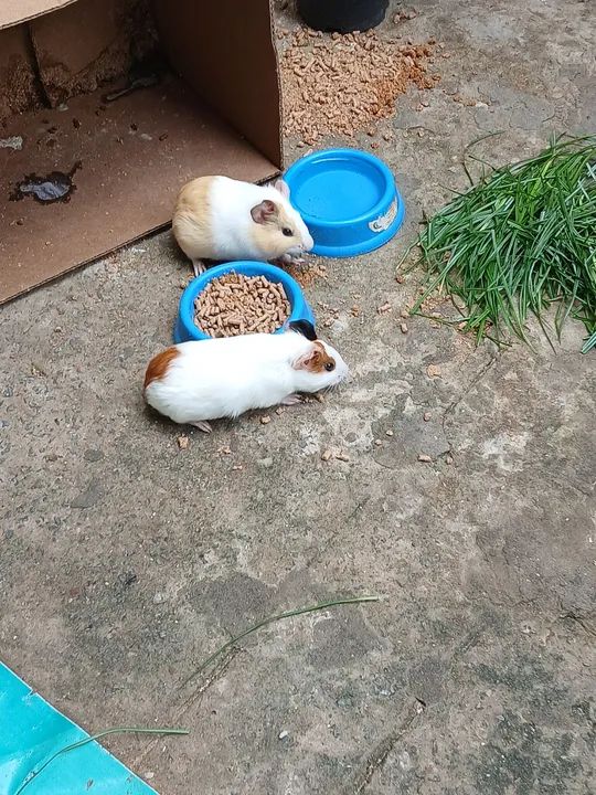 Porquinho da Índia  - Foto 2