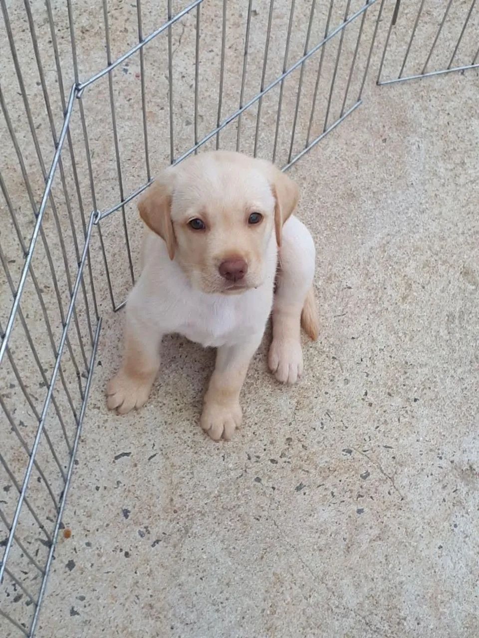 Labrador apaixonantes