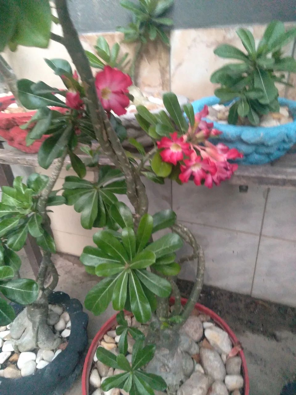 Planta ornamental no vaso  - Foto 4