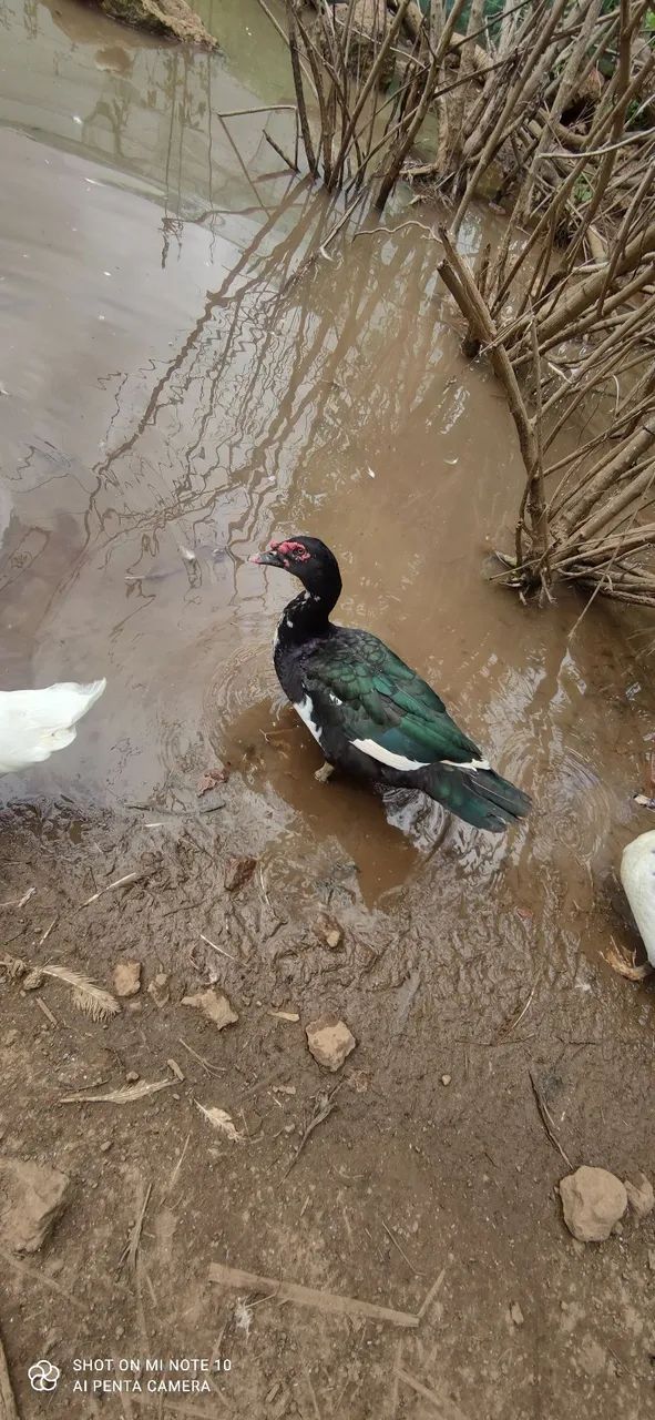 Pato macho adulto 