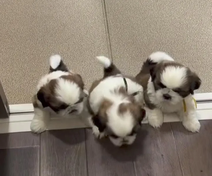 Filhotes Shih Tzu