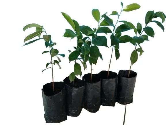 Graviola kit 2 mudas  - Foto 3