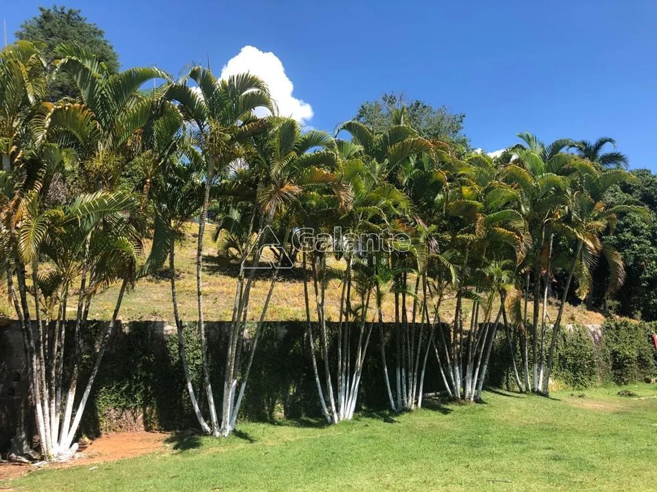 sítio - Jardim Seabra - Amparo - Foto 13