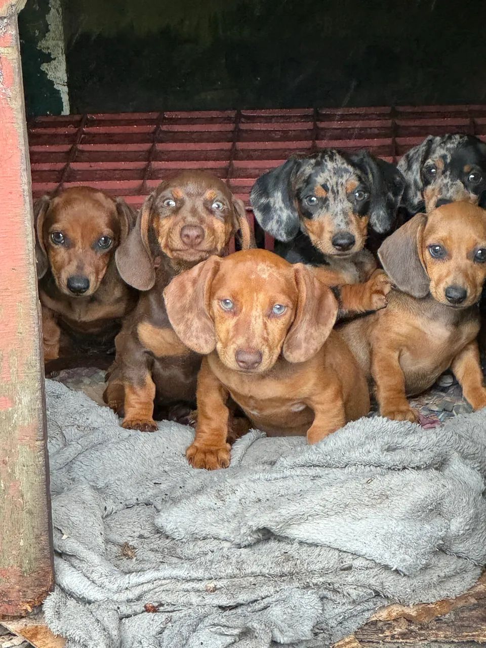 Daschshund Cofap teckel salsixinha  - Foto 6