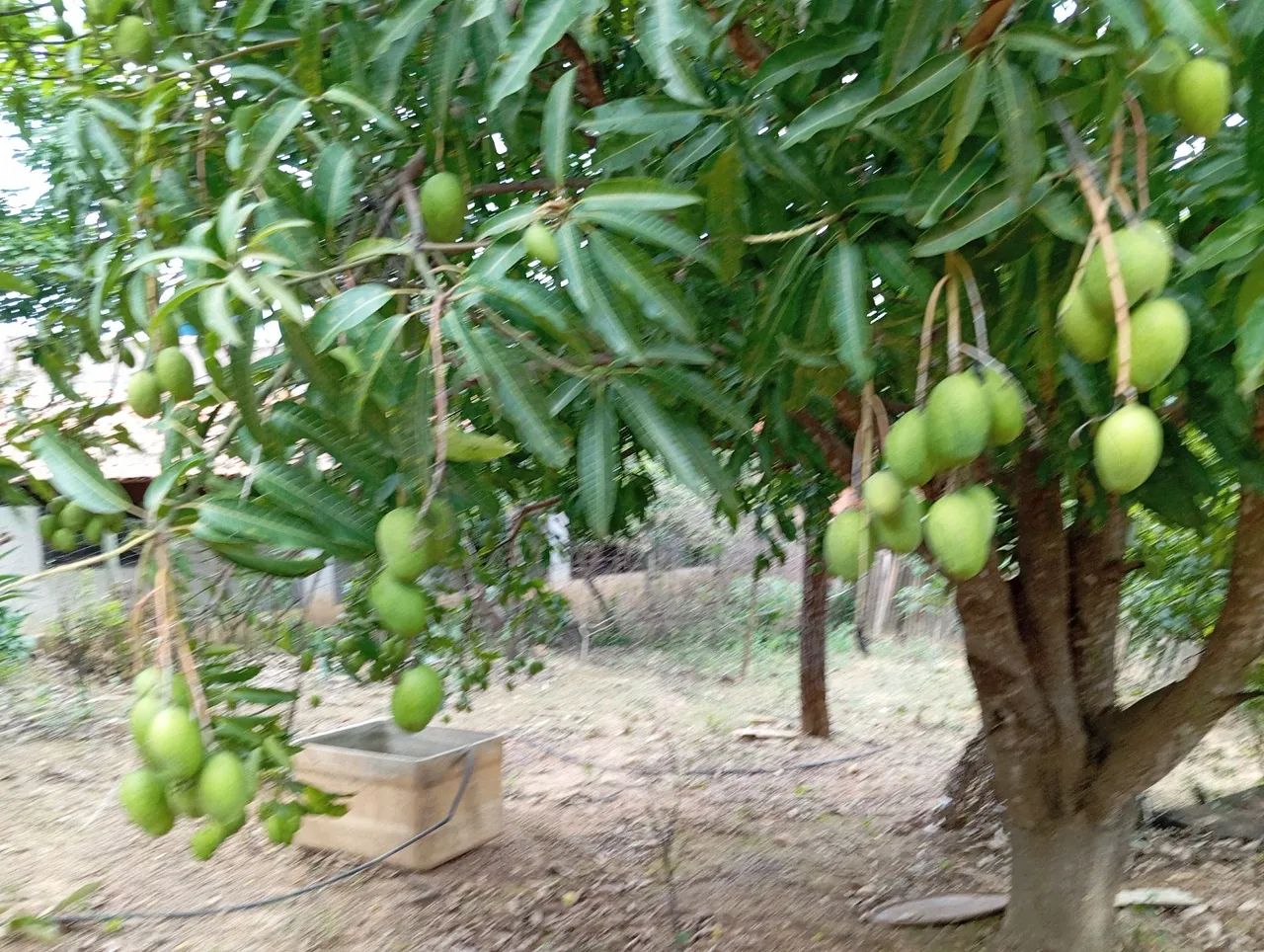Chácara 10 min Parque Municipal,Aceita Imovel até 120 .000 e volta Diferença!!! - Foto 6