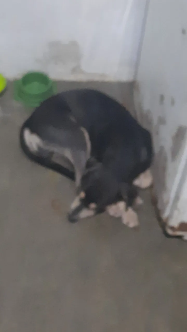 Cão para Adoção Urgente