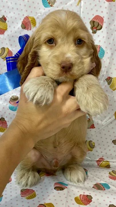 Cocker Spaniel ingles dourados lindos 