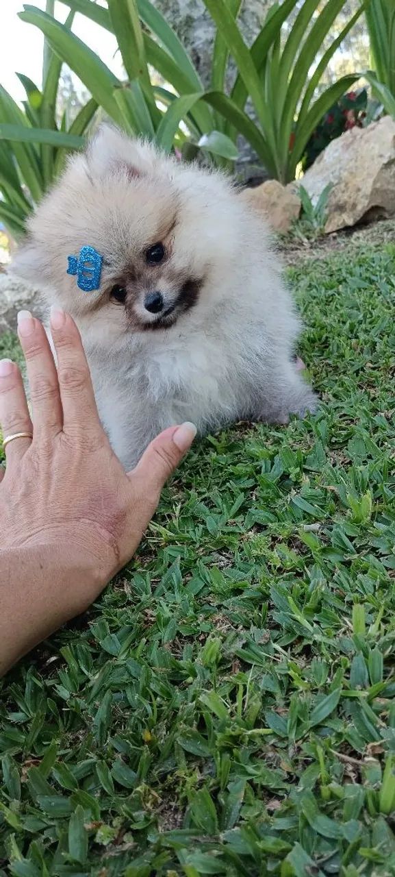 Lindos spitz alemão / lulu da pomeranea - Foto 3