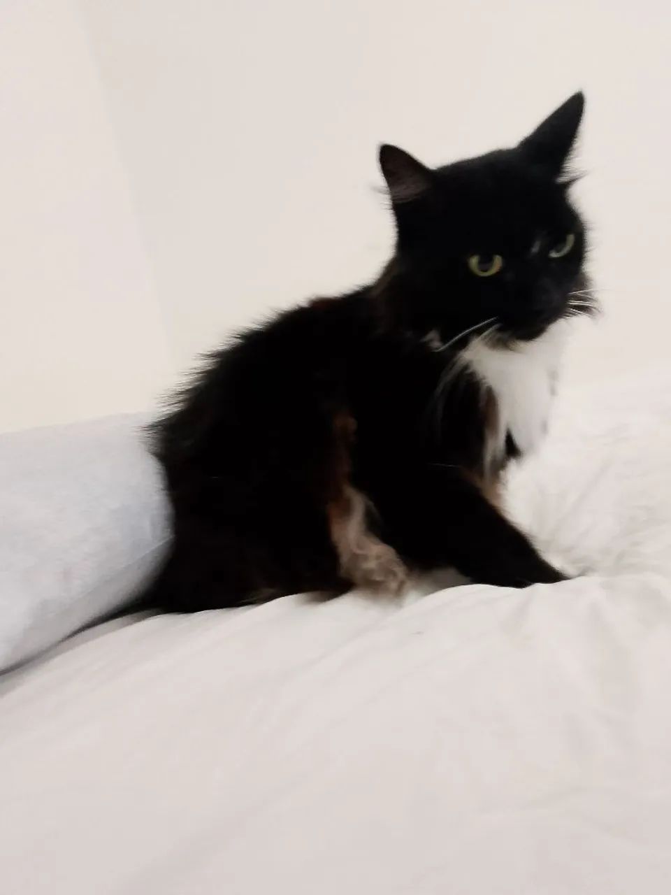 Doação, gato macho castrado  - Foto 2