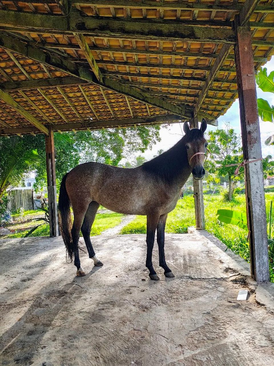 Pra vender rápido!! PORDA MANGALARGA 2 anos 1 muda muito dócil!! - Foto 4